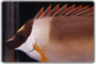 Silver Foxface Rabbitfish